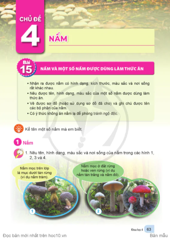 CHỦ ĐỀ 4: NẤM