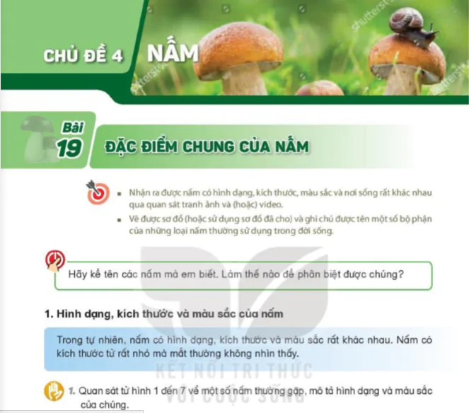 Chủ Đề 4: Nấm