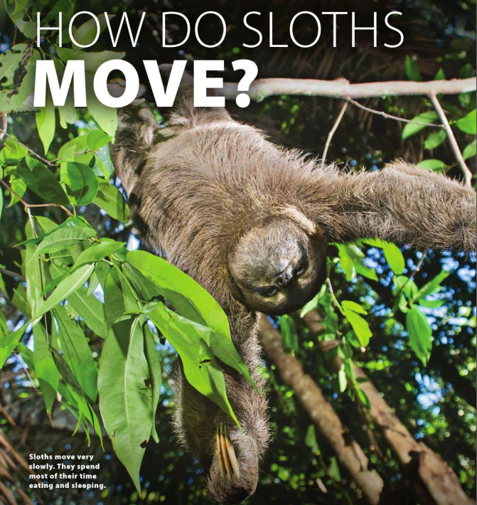 Unit 4: How to sloths move?