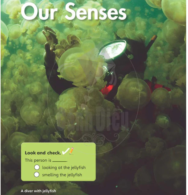 Unit 4: Our senses