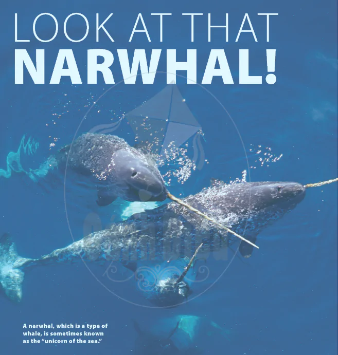 Unit 6: Look at that Narwhal!