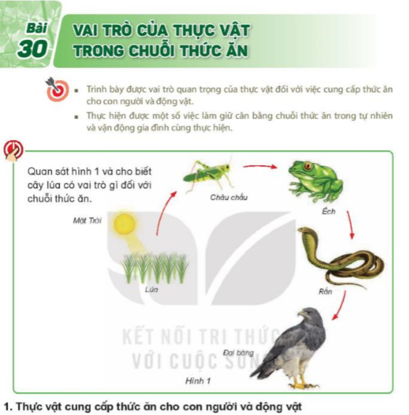 bafi-30-vai-tro-cua-thuc-vat-trong-chuoi-thuc-an-8262