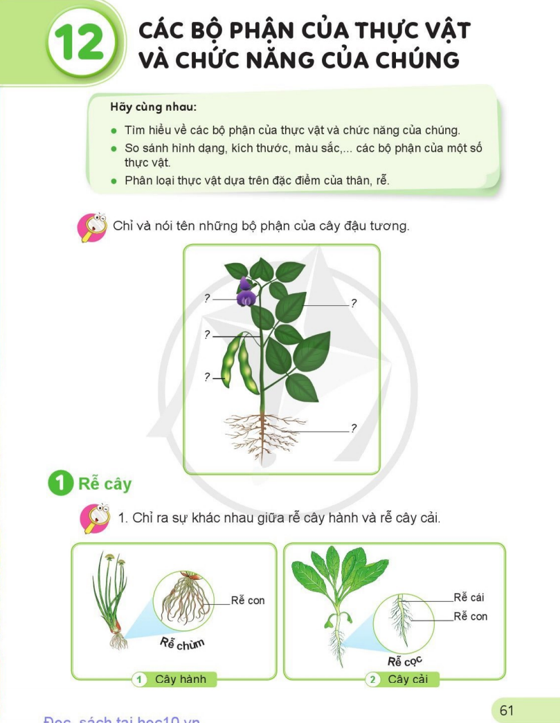 bai-12-cac-bo-phan-cua-thuc-vat-va-chuc-nang-cua-chung-9472