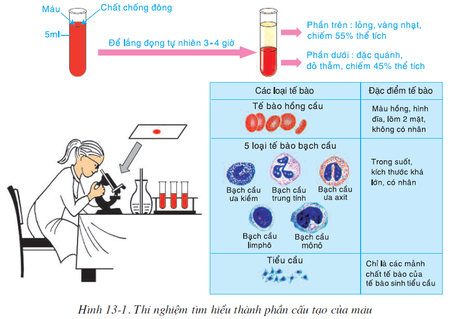 bai-13-mau-va-moi-truong-trong-co-the-2505