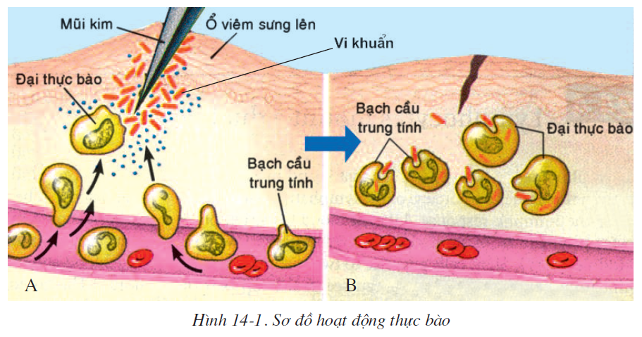 bai-14-bach-cau-mien-dich-2506