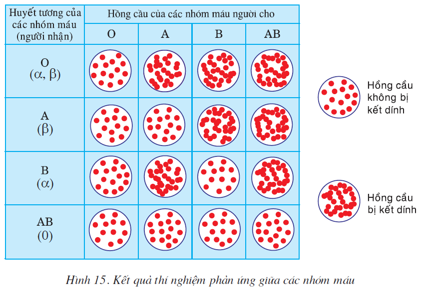 bai-15-dong-mau-va-nguyen-tac-truyen-mau-2507