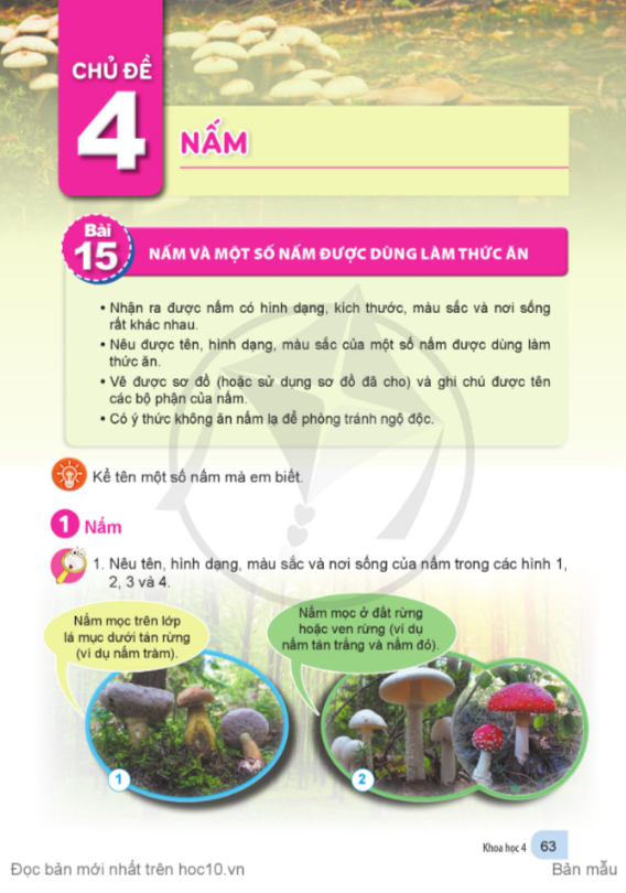 bai-15-nam-va-mot-so-nam-duoc-dung-lam-thuc-an-10841