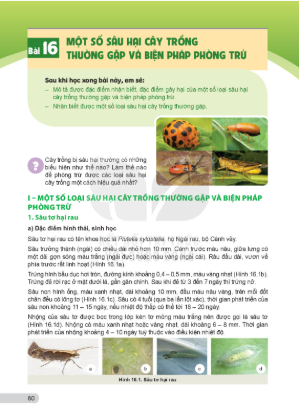 bai-16-mot-so-sau-hai-cay-trong-thuong-gap-va-bien-phap-phong-tru-13306