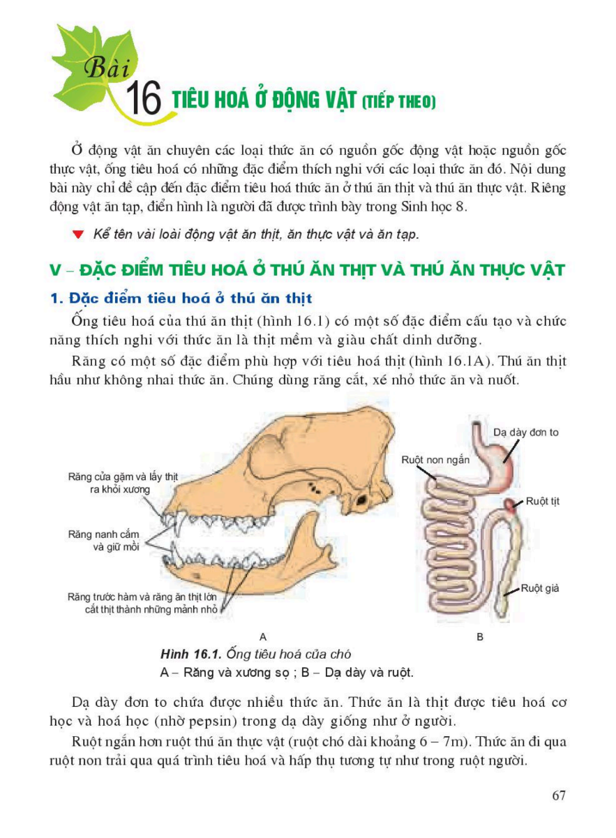 bai-16-tieu-hoa-o-dong-vat-tiep-theo-3418