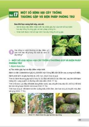 bai-17-mot-so-benh-hai-cay-trong-thuong-gap-va-bien-phap-phong-tru-13308
