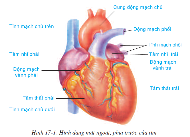 bai-17-tim-va-mach-mau-2510