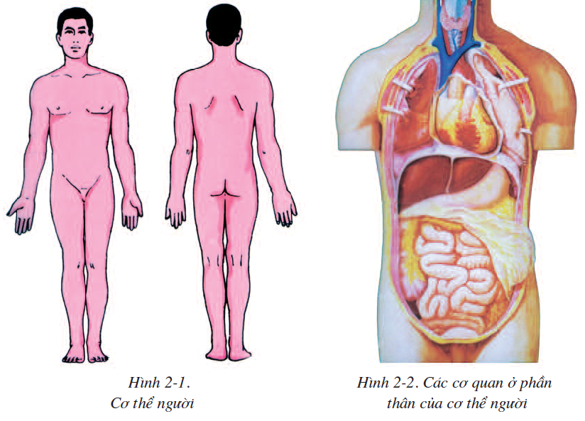 bai-2-cau-tao-co-the-nguoi-2493