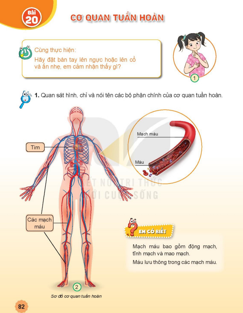 bai-20-co-quan-tuan-hoan-7335