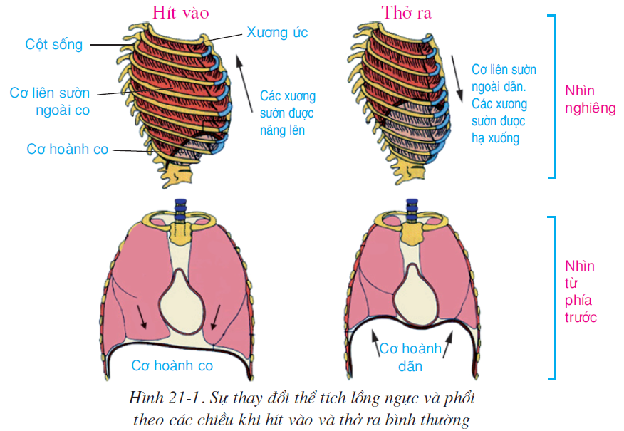 bai-21-hoat-dong-ho-hap-2514