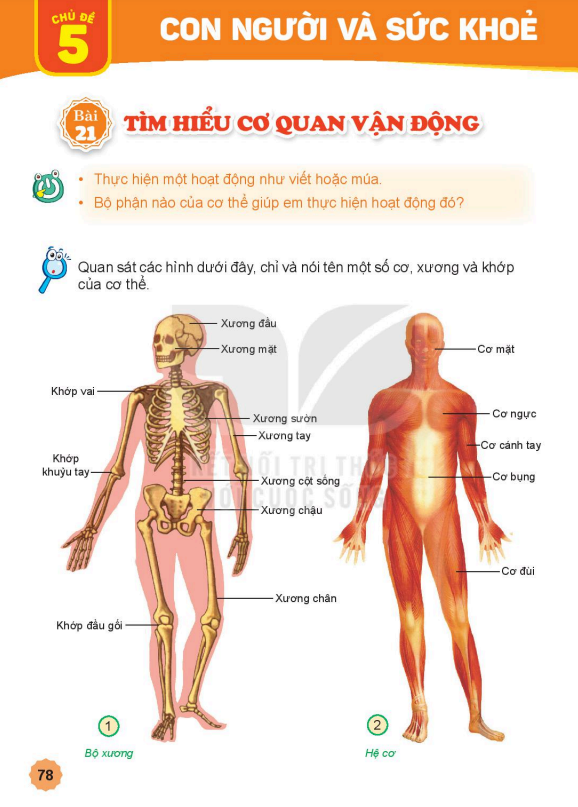 bai-21-tim-hieu-co-quan-van-dong-7124