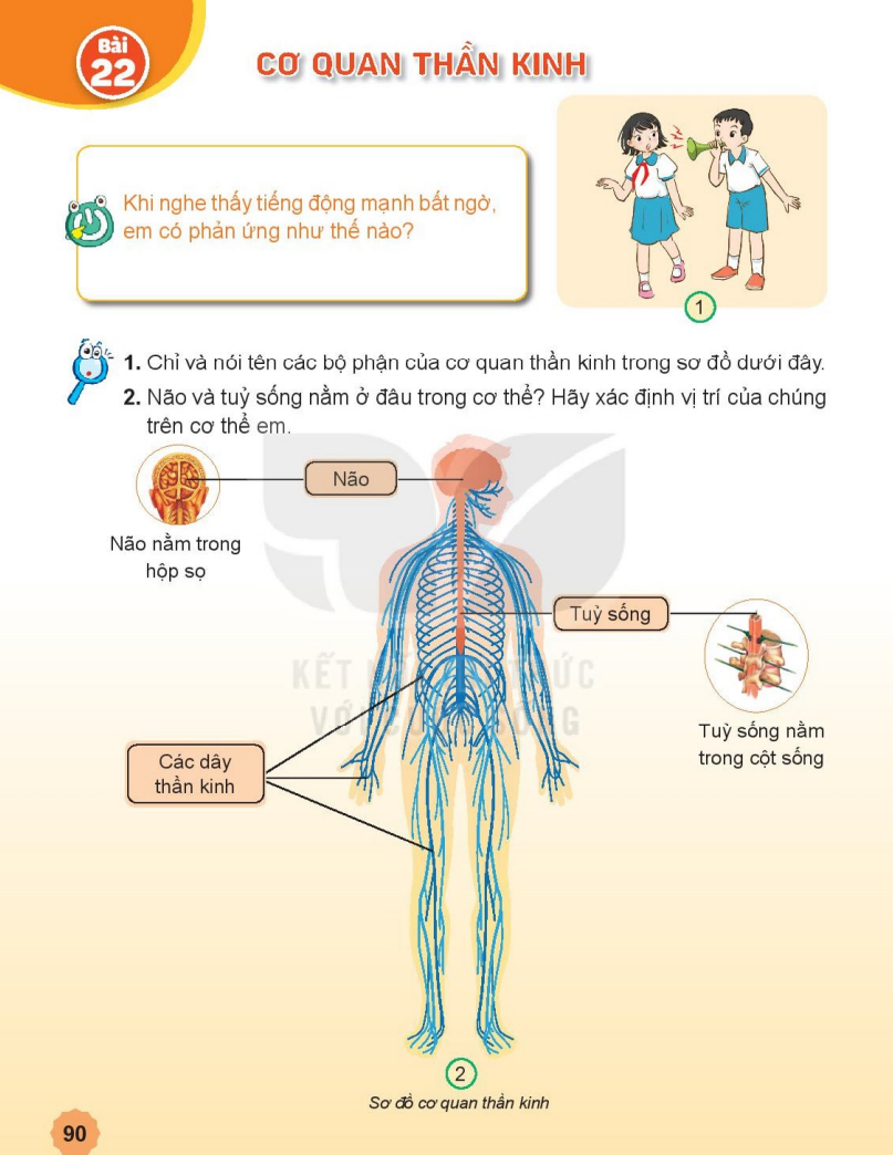 bai-22-co-quan-than-kinh-7358