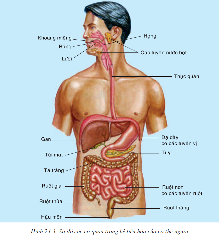 bai-24-tieu-hoa-va-cac-co-quan-tieu-hoa-2518