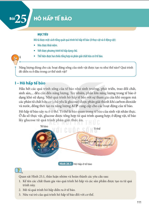 bai-25-ho-hap-te-bao-8203