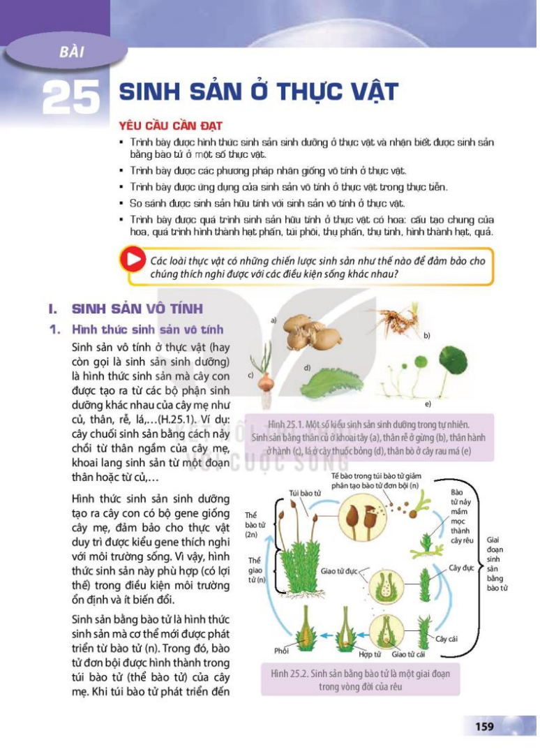 bai-25-sinh-san-o-thuc-vat-3670