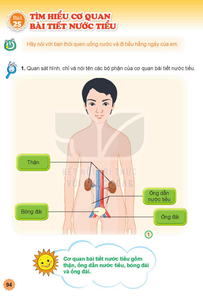 bai-25-tim-hieu-co-quan-bai-tiet-nuoc-tieu-7143
