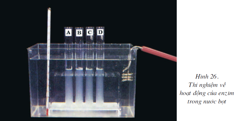bai-26-thuc-hanh-tim-hieu-hoat-dong-cua-enzim-trong-nuoc-bot-2520
