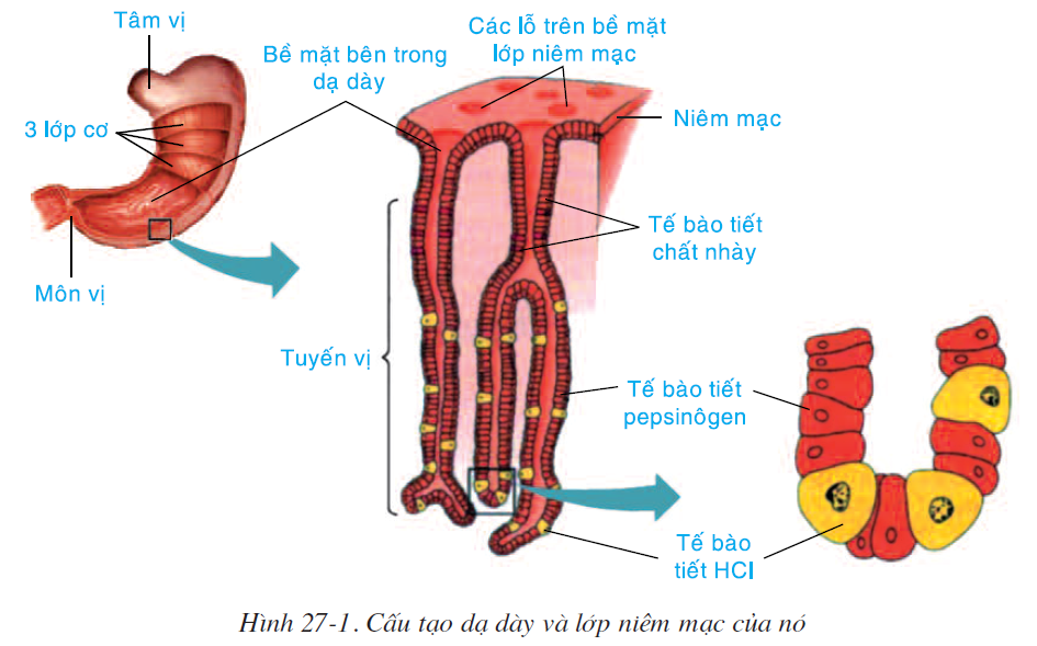 bai-27-tieu-hoa-o-da-day-2521