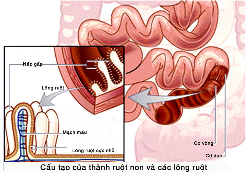 bai-28-tieu-hoa-o-ruot-non-3564