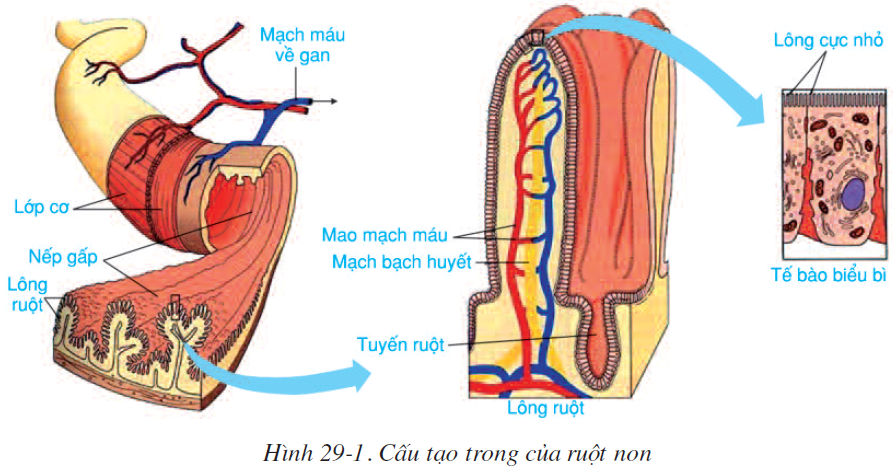 bai-29-hap-thu-chat-dinh-duong-va-thai-phan-2522