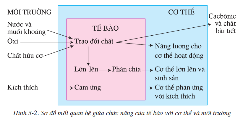 bai-3-te-bao-2494