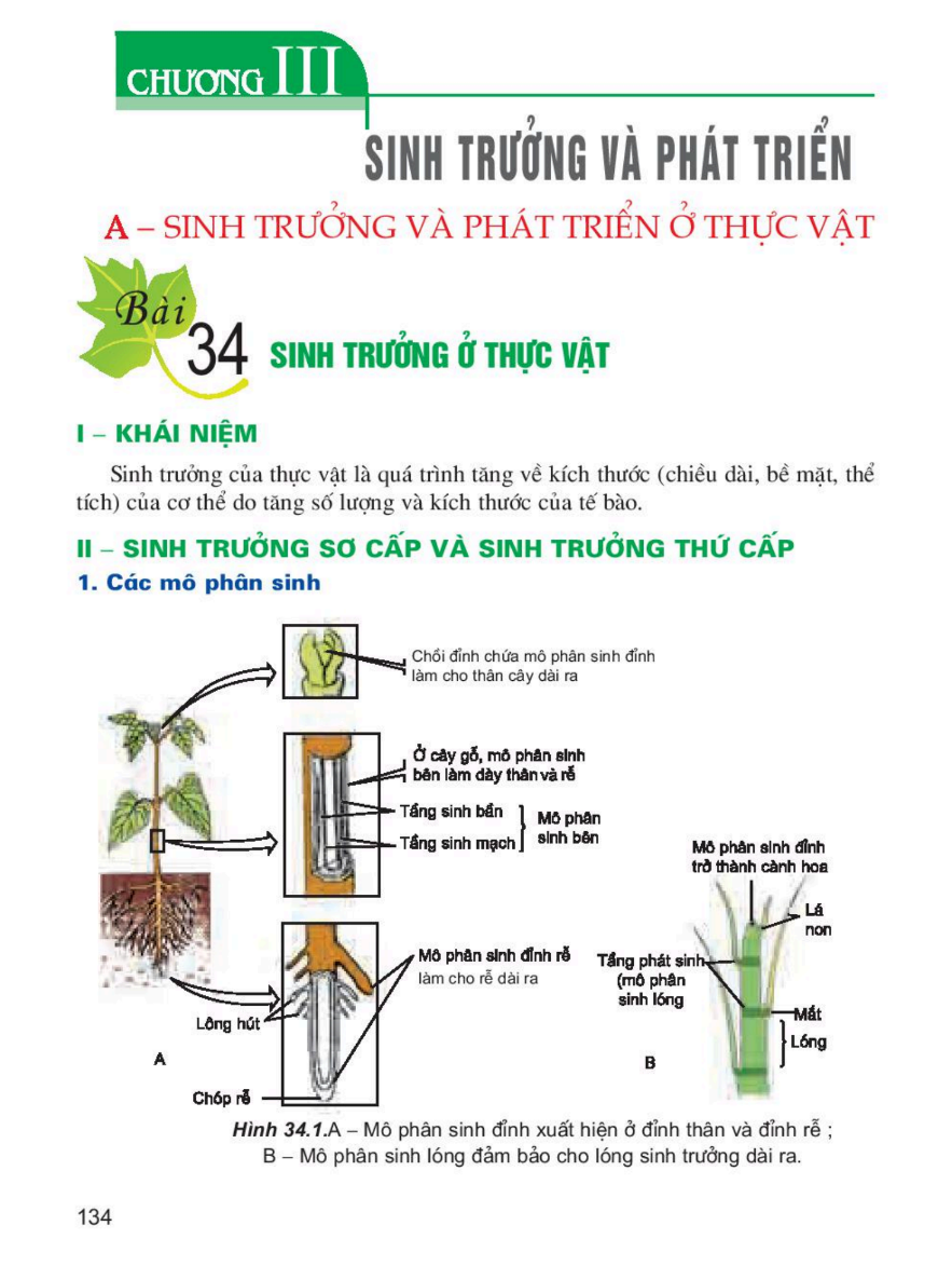 bai-34-sinh-truong-o-thuc-vat-3454