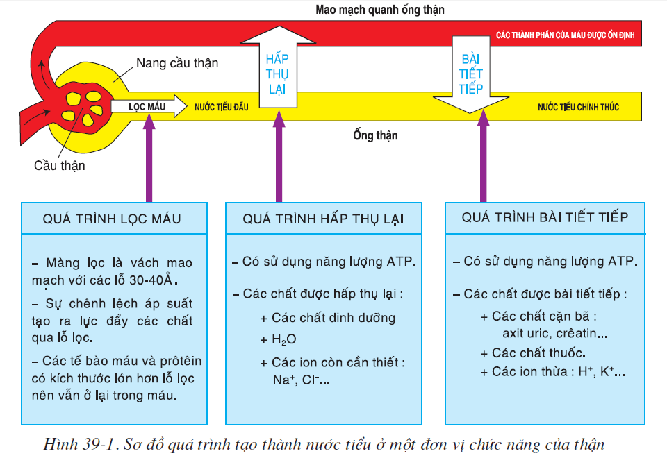 bai-39-bai-tiet-nuoc-tieu-2536