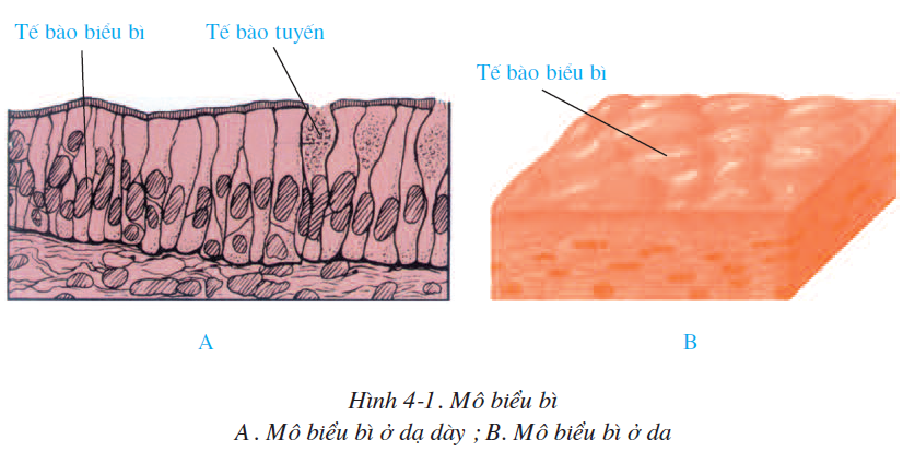 bai-4-mo-2495