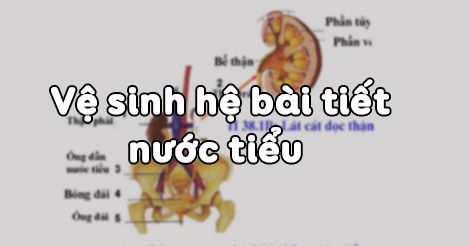 bai-40-ve-sinh-he-bai-tiet-nuoc-tieu-2537