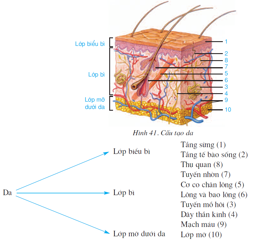 bai-41-cau-tao-va-chuc-nang-cua-da-2538