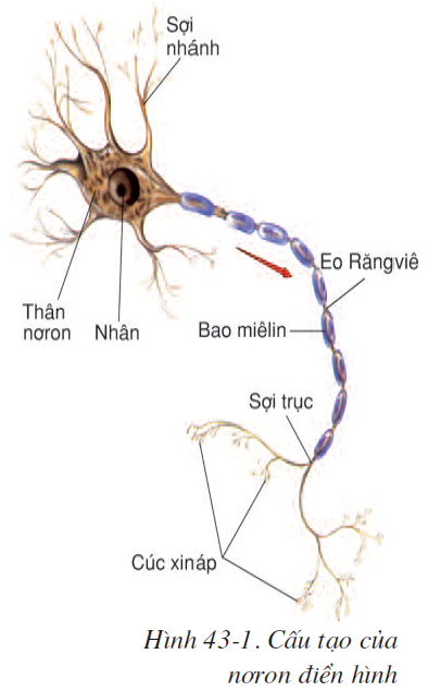 bai-43-gioi-thieu-chung-he-than-kinh-2570