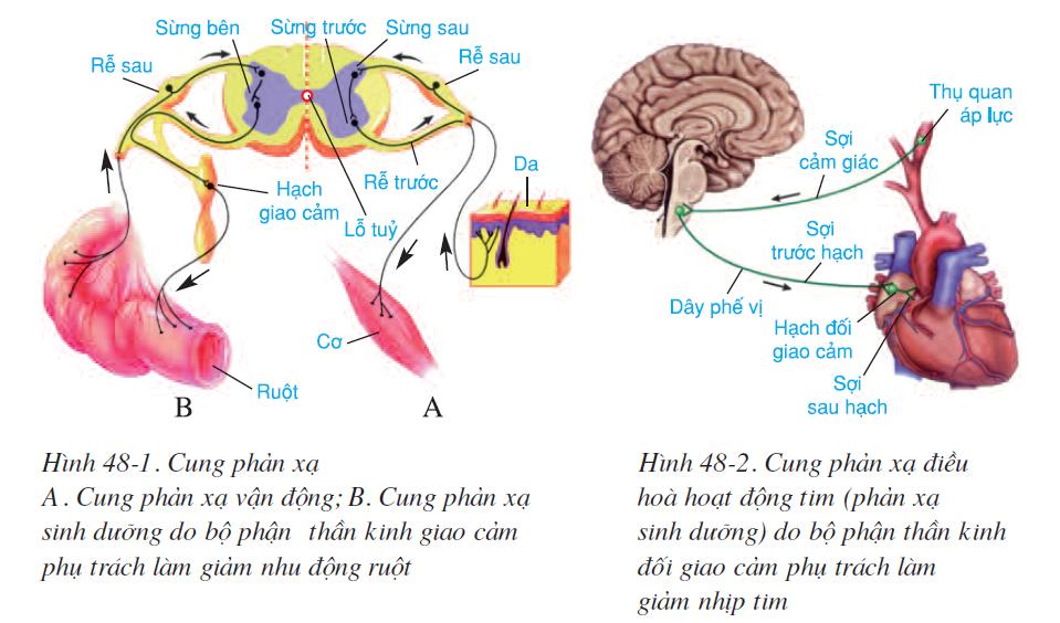 bai-48-he-than-kinh-sinh-duong-2575