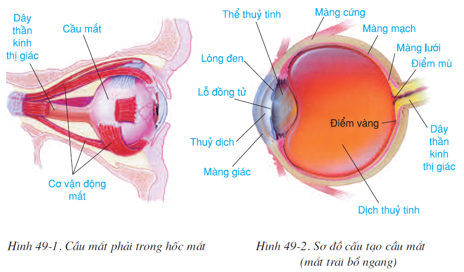 bai-49-co-quan-phan-tich-thi-giac-2580