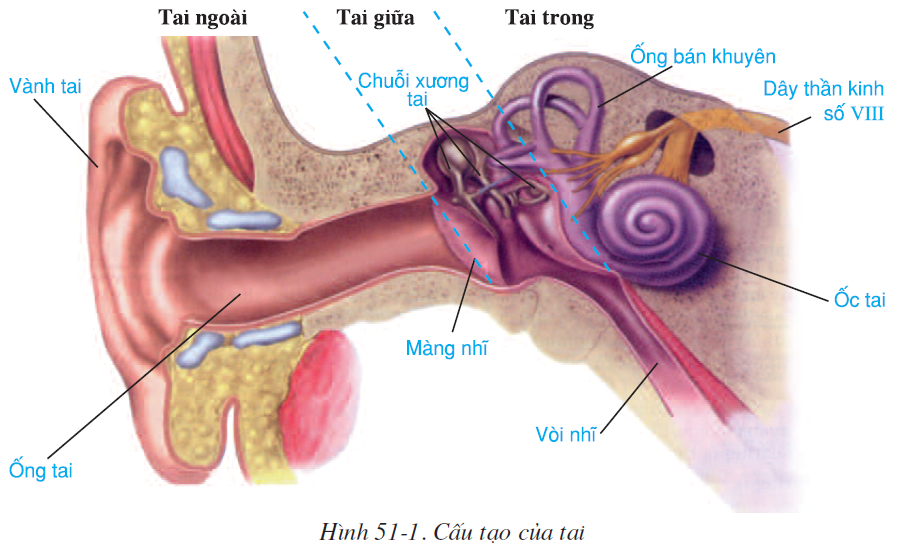 bai-51-co-quan-phan-tich-thinh-giac-2586