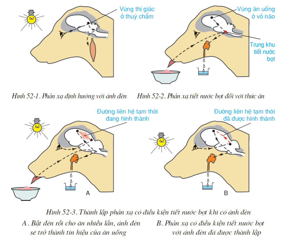 bai-52-phan-xa-khong-dieu-kien-va-phan-xa-co-dieu-kien-2587