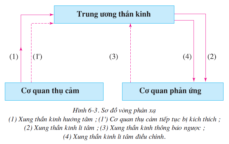 bai-6-phan-xa-2497