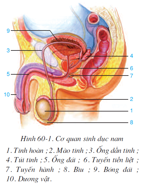 bai-60-co-quan-sinh-duc-nam-2602