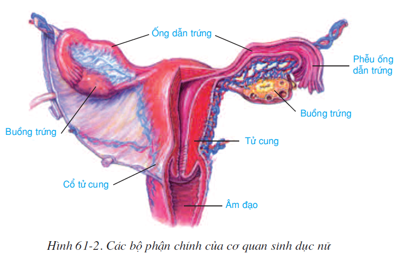 bai-61-co-quan-sinh-duc-nu-2603