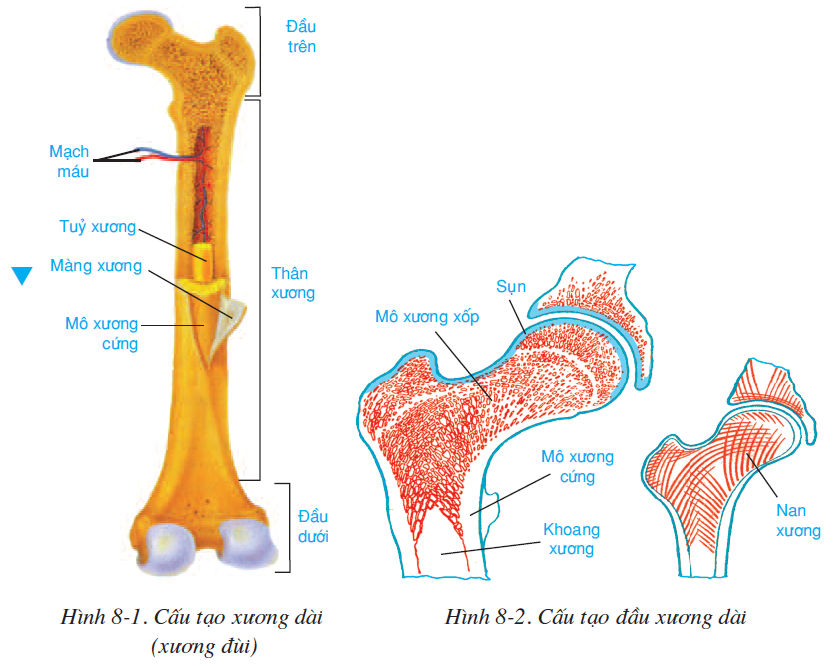 bai-8-cau-tao-va-tinh-chat-cua-xuong-2499