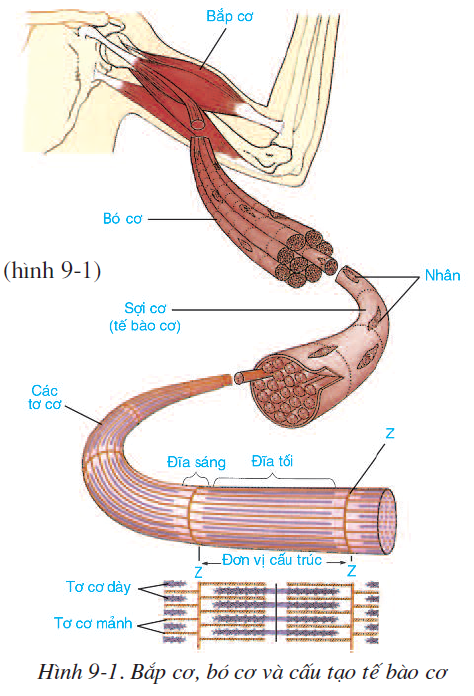 bai-9-cau-tao-va-tinh-chat-cua-co-2500