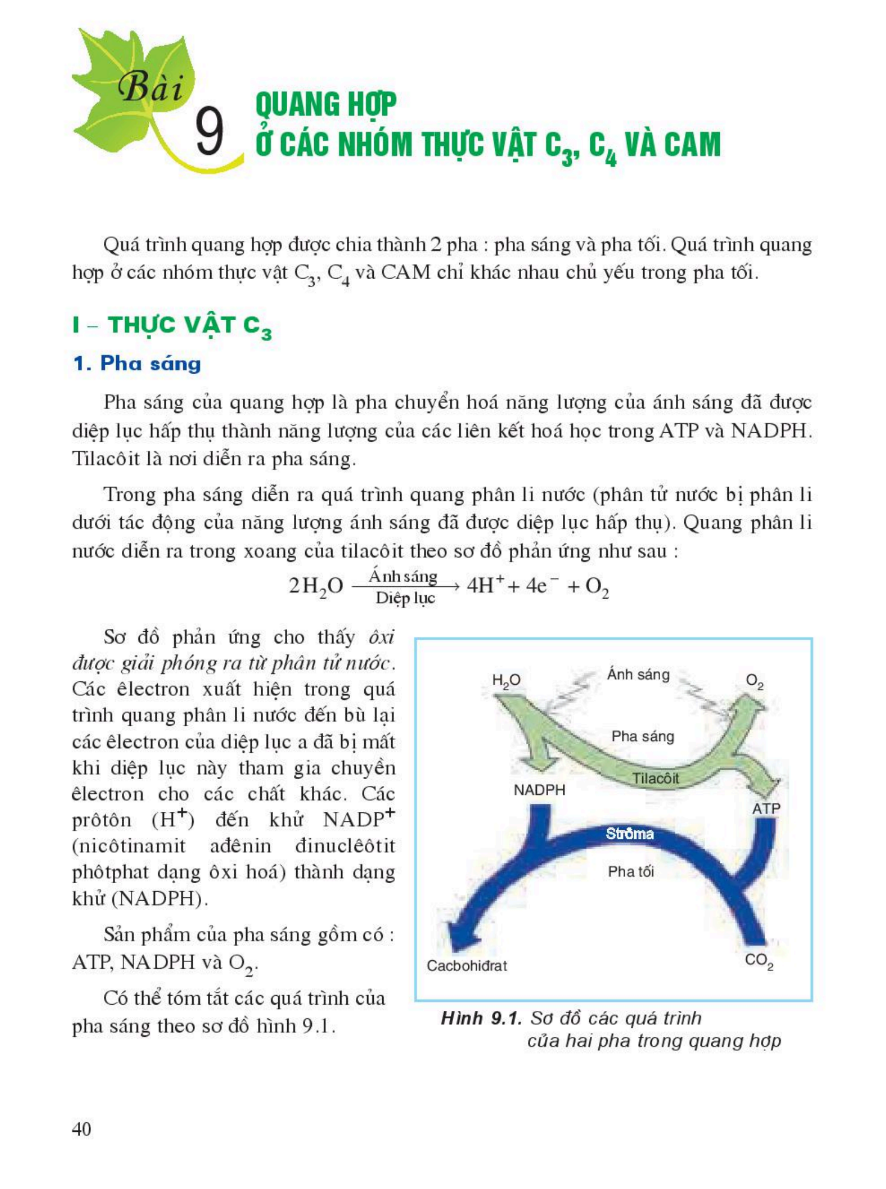 bai-9-quang-hop-o-cac-nhom-thuc-vat-c3-c4-va-cam-3408