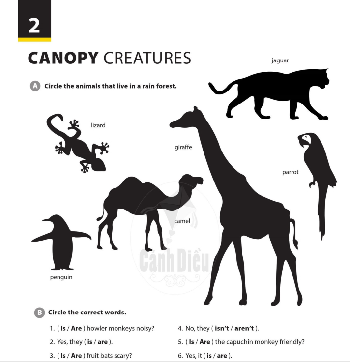 canopy-creatures-9387