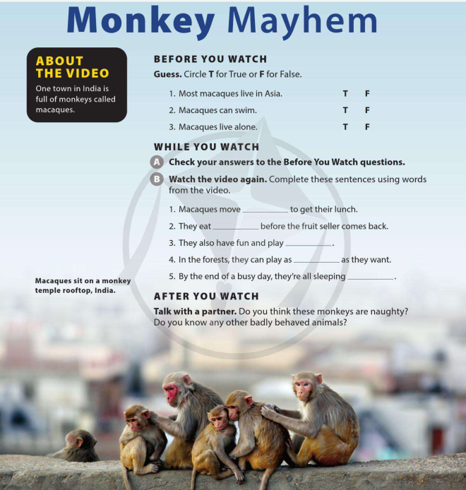 monkey-mayhem-10642