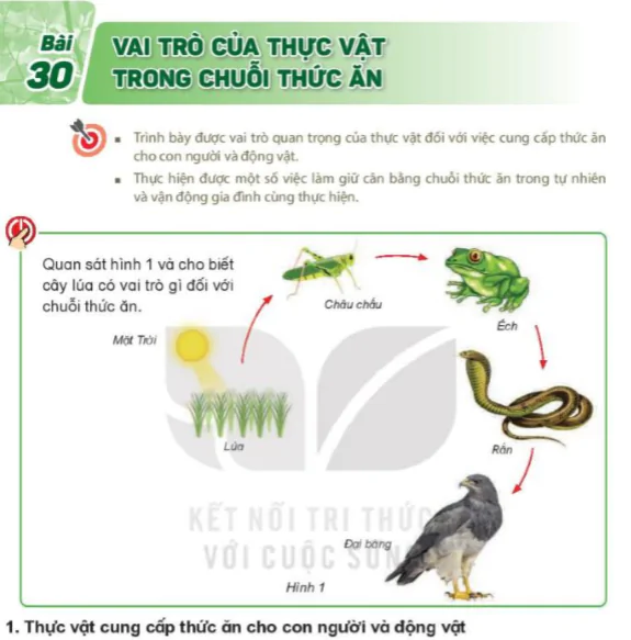 Bafi 30: Vai Trò Của Thực Vật Trong Chuỗi Thức Ăn