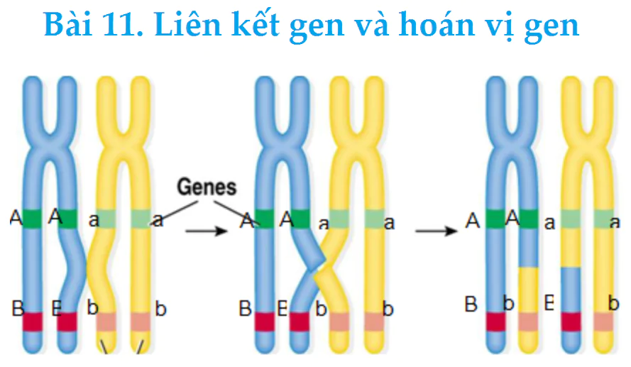 Bài 11. Liên kết gen và hoán vị gen