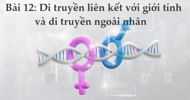 Bài 12. Di truyền liên kết với giới tính và di truyền ngoài nhân